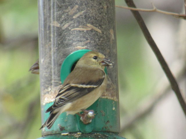 American Goldfinch
