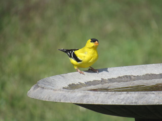American Goldfinch