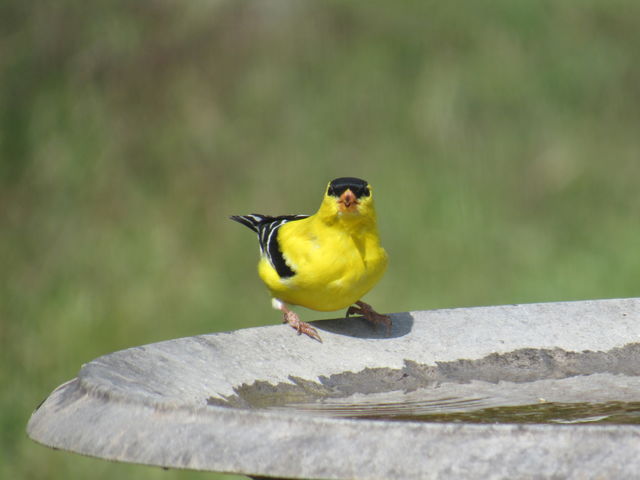 American Goldfinch