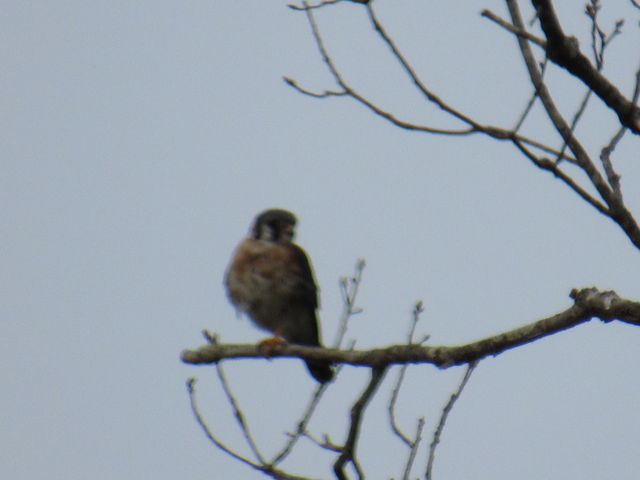 American Kestrel