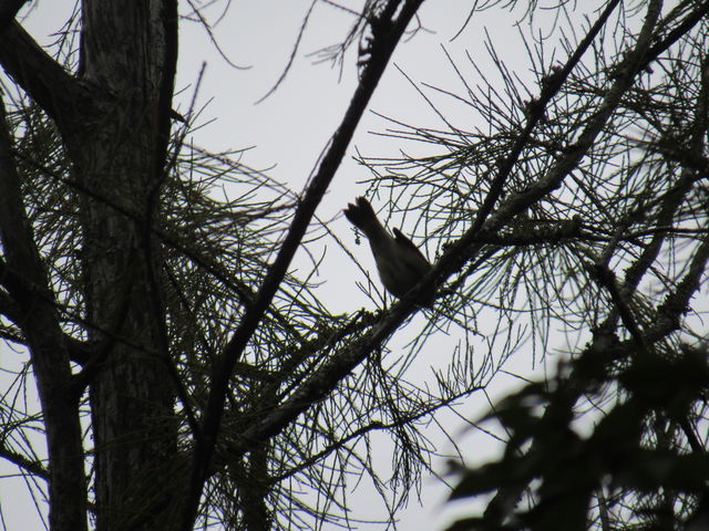 American Redstart