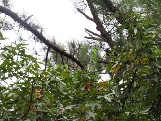 American Redstart