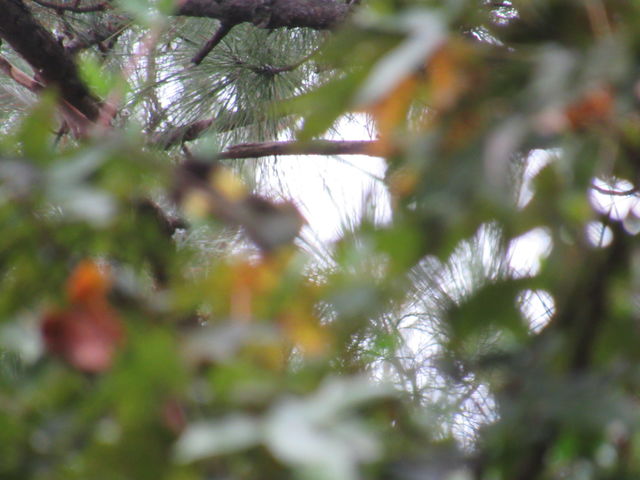 American Redstart