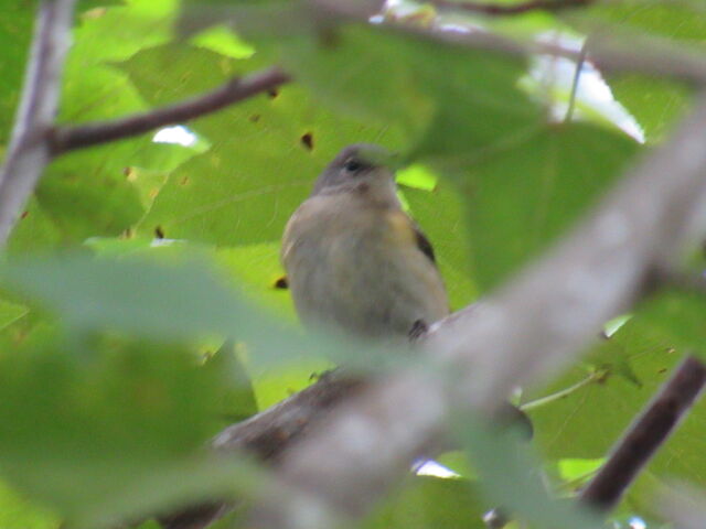 American Redstart