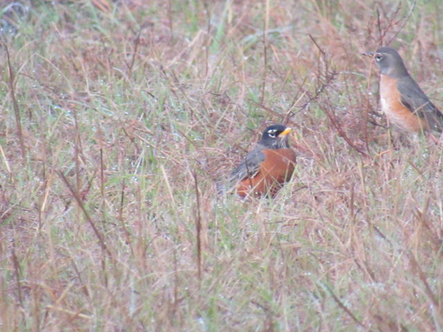 American Robin