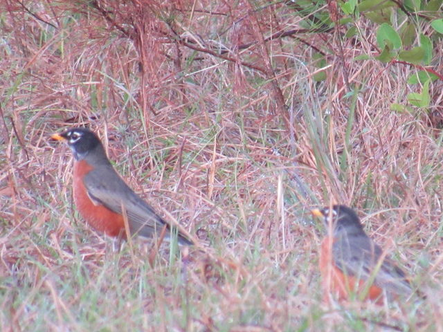 American Robin