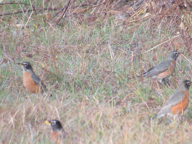 American Robin