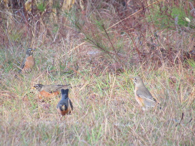 American Robin