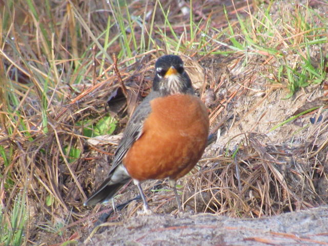 American Robin