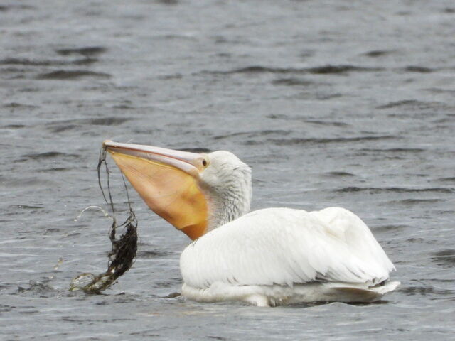American White Pelican