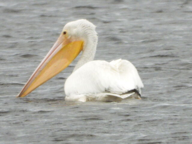 American White Pelican