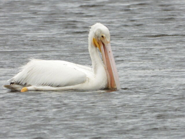American White Pelican