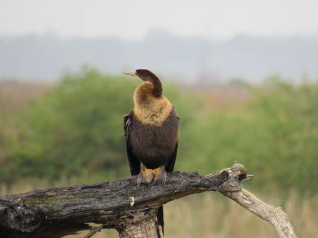 Anhinga