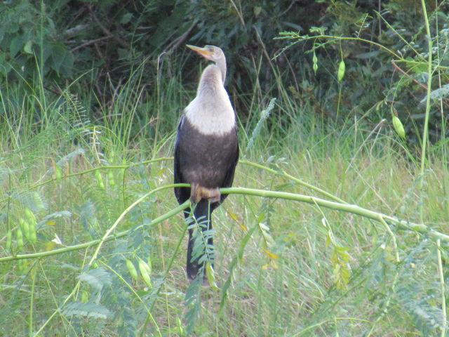 Anhinga