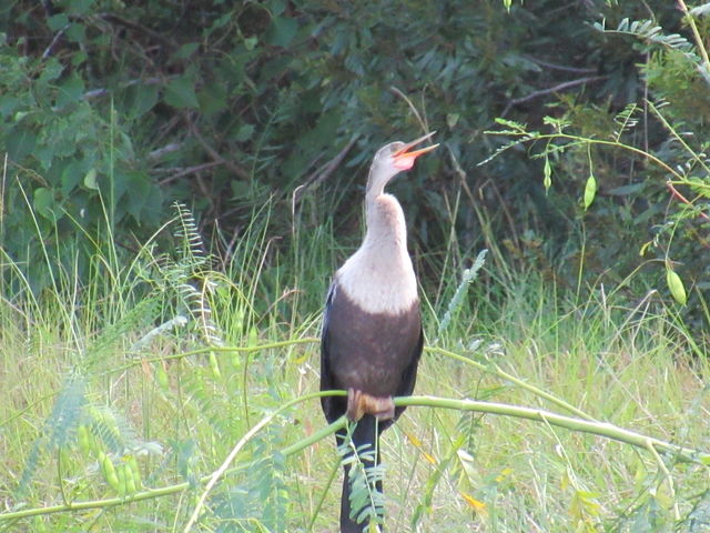 Anhinga