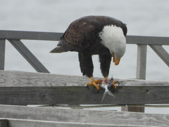 Bald Eagle