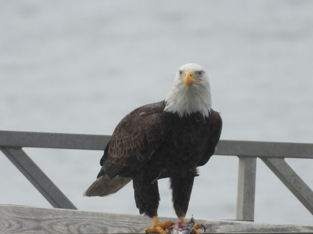 Bald Eagle