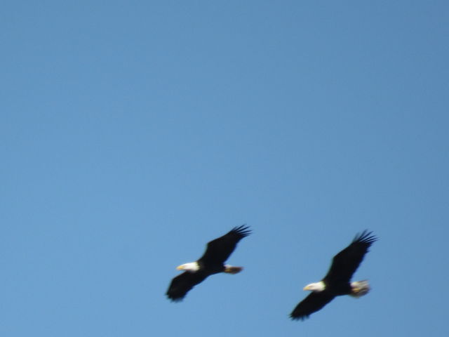 Bald Eagle