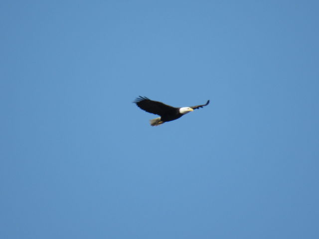 Bald Eagle