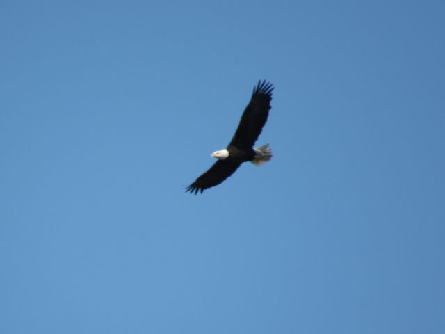 Bald Eagle