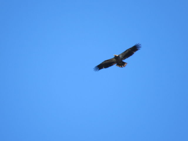 Bald Eagle