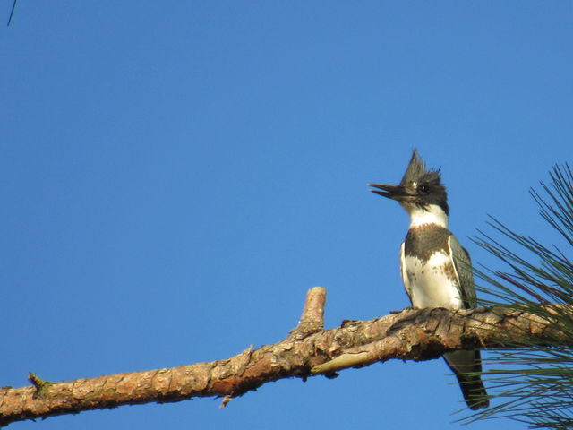 Belted Kingfisher