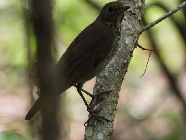 Bicknell's Thrush