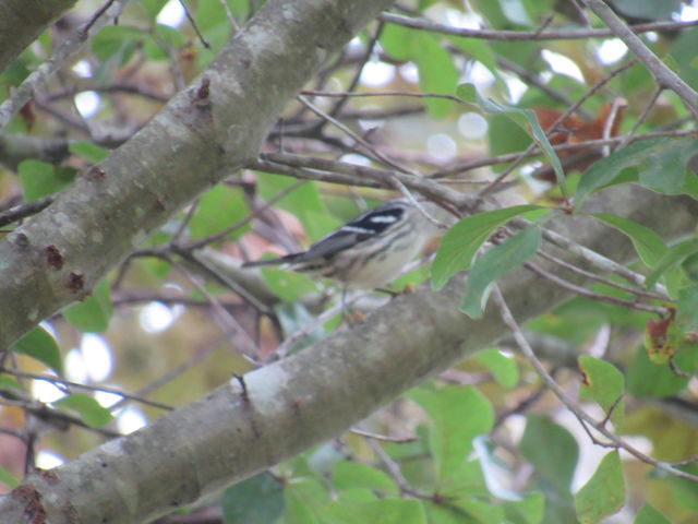 Black-and-white Warbler