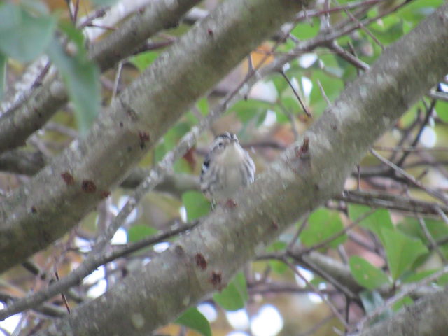 Black-and-white Warbler