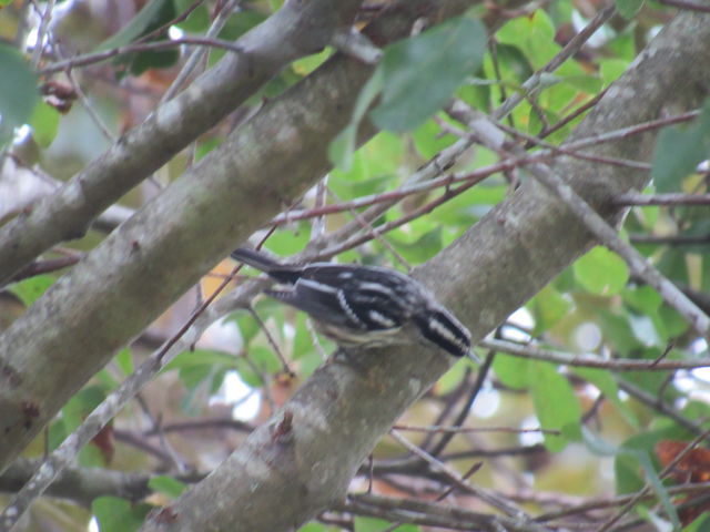 Black-and-white Warbler