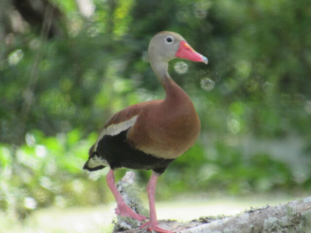 Black-bellied Whistling-Duck