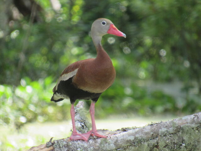 Black-bellied Whistling-Duck