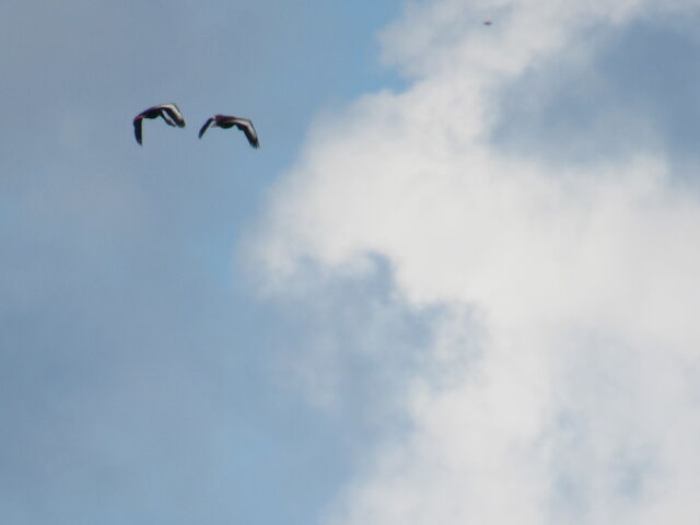 Black-bellied Whistling-Duck
