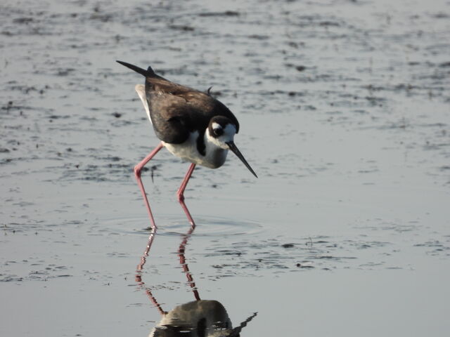 Black-necked Stilt