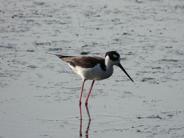 Black-necked Stilt