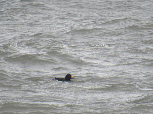 Black Scoter