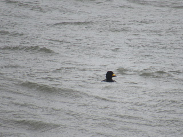 Black Scoter