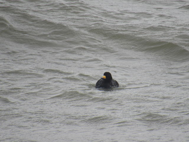 Black Scoter