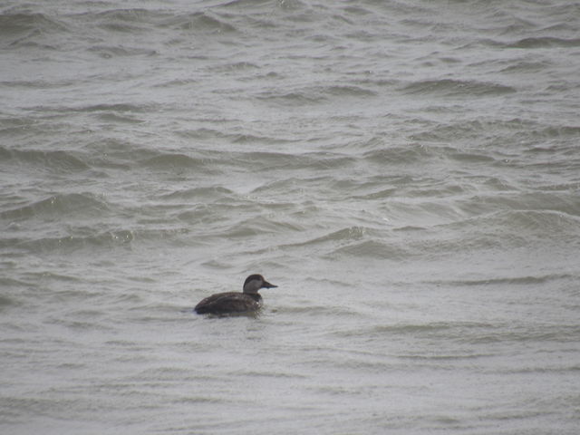 Black Scoter
