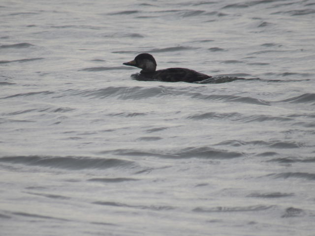 Black Scoter