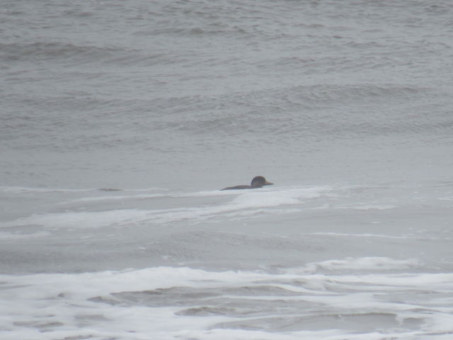 Black Scoter