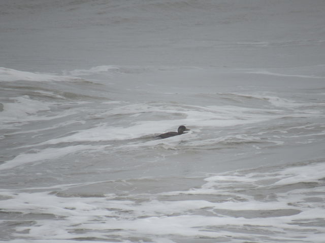 Black Scoter