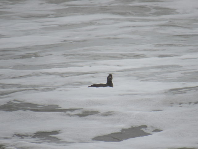 Black Scoter