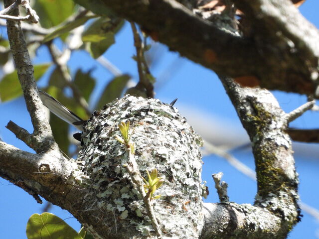 Blue-gray Gnatcatcher