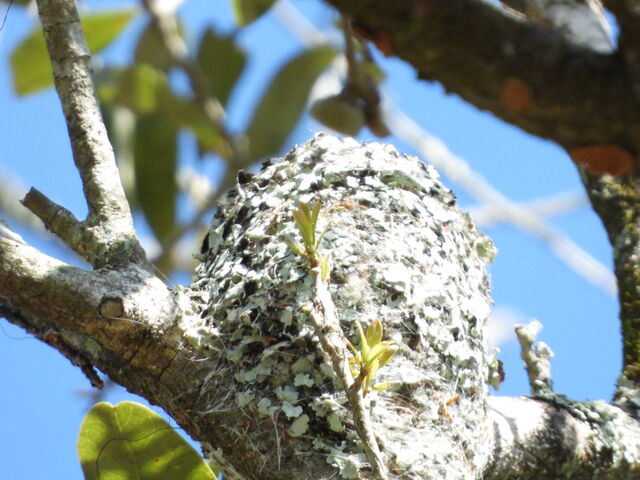 Blue-gray Gnatcatcher