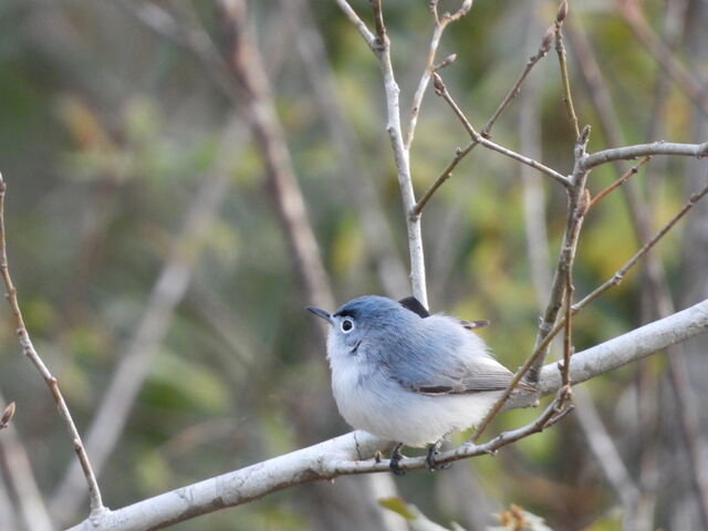 Blue-gray Gnatcatcher