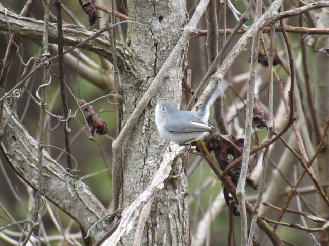 Blue-gray Gnatcatcher