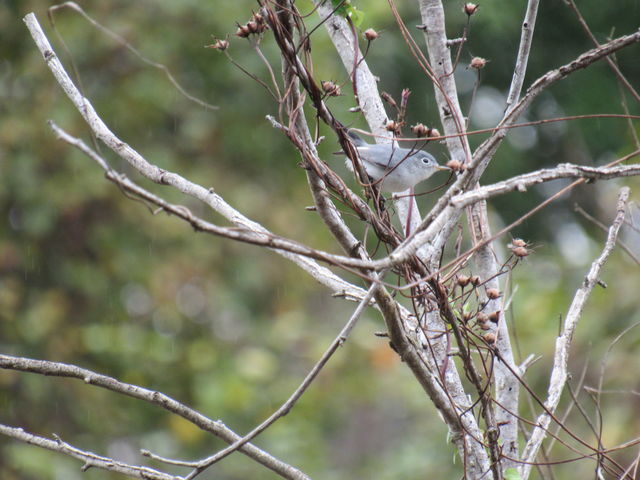 Blue-gray Gnatcatcher