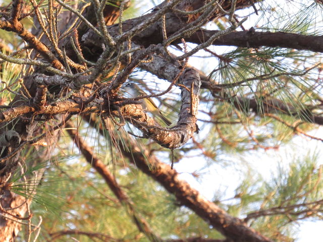 Blue-headed Vireo