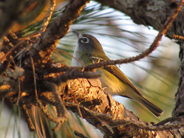 Blue-headed Vireo